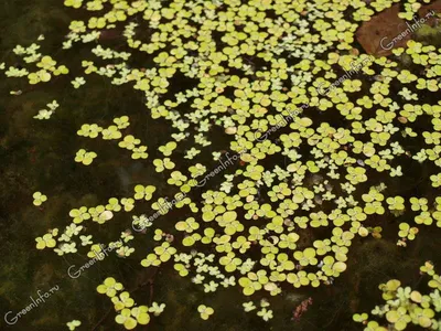 Ряска многокоренниковая - Ряска - Плавающие растения - Водные растения -  Растения для водоемов - GreenInfo.ru