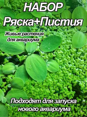 Ряска малая - Ряска - Плавающие растения - Водные растения - Растения для  водоемов - GreenInfo.ru