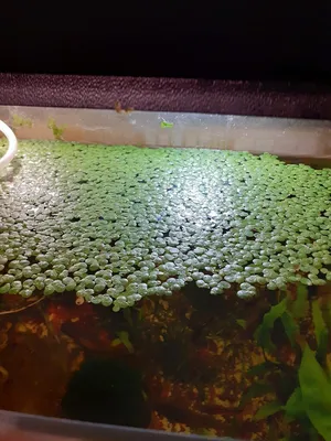 Ряска и пистия Набор живых плавающих и фильтрующих аквариумных растений