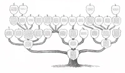 Семейное древо - составление древа семьи, заказать семейное дерево,  создание дерева семьи, фото