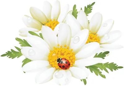 ромашки картинки нарисованные картинки цветы ромашки нарисованные  #yandeximages | Flower clipart, Summer flowers, Flower drawing