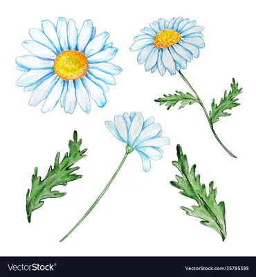 ромашки небо букет макро цветы HD обои для ноутбука | Daisy flower photos,  Flower photos, Chamomile flowers