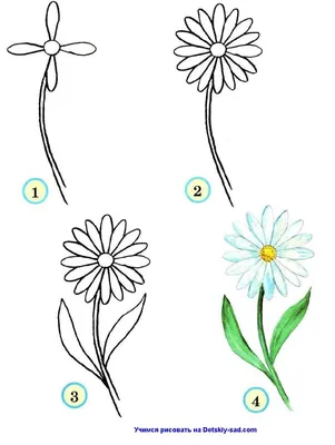 Как нарисовать букет ромашек поэтапно 4 урока