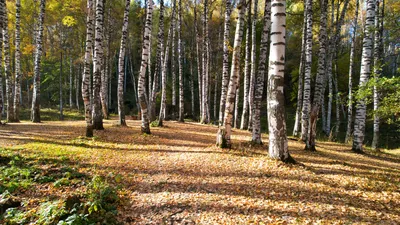 Иллюстрация Березовая роща в стиле академический рисунок, графика,