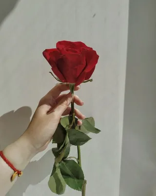 [76+] Роза в руке картинки обои