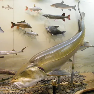 Калуга самая большая рыба вымирающие рыбы Сибири