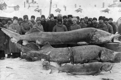 Сказочный трофей, рыбалка на калугу | Статьи - Укр-Сафари-тур