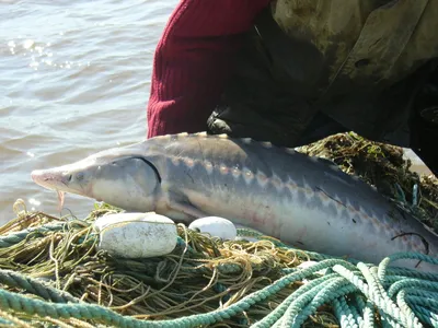 Пресноводная Рыба Калуга В Аквариуме — стоковые фотографии и другие  картинки Осётр - iStock