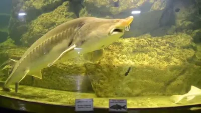 Легендарная рыба - Калуга. Хищная Рыба, которая живет дольше, чем люди  #shorts - YouTube