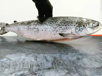 Чем интересна рыба калуга, и почему сегодня ловить амурского гиганта  запрещено