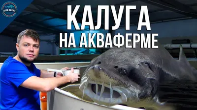Самые крупные рыбы России: Калуга | Пикабу