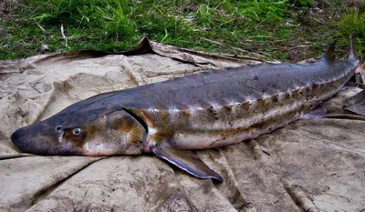 Самая крупная рыба в черном море - 69 фото