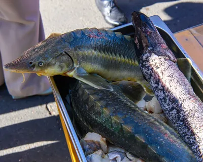 Царица амурских вод - Калуга, хищная пресноводная рыба огромных размеров  #shorts - YouTube