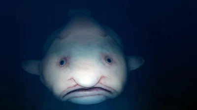 Рыба капля — самый удивительный и грустный обитатель морских глубин -  YouTube