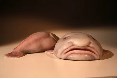 Рыбу-каплю признали самым уродливым животным на планете - Delfi RU