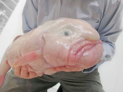 Британцы признали рыбу-каплю самым уродливым животным - РИА Новости,  12.02.2020