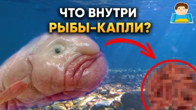 Плюшевая рыба капля (55 см) купить по цене 1690 ₽ в интернет-магазине  KazanExpress