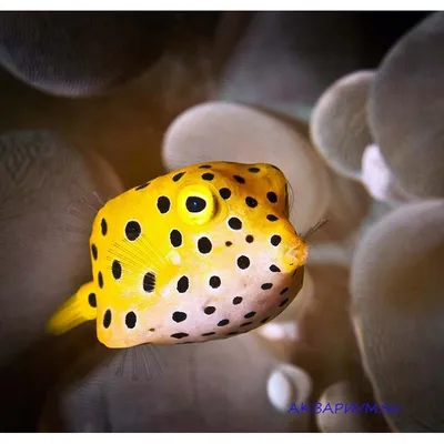 Кузовок-кубик | Yellow boxfish - 3D model by darwinmuseum.ru  (@darwinmuseum.ru) [4838ed8]