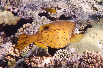 Кузовки - Страница 2 - Рыбы - Морской аквариум. Форумы ReefCentral.ru -  Страница 2