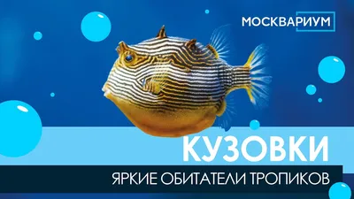 Обыкновенный рогатый кузовок - Кузовковые | Некоммерческий  учебно-познавательный интернет-портал Зоогалактика