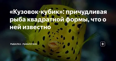 Обыкновенный рогатый кузовок | Animal tracks, Animals, Pelagic fish