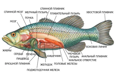 Свежая охлаждённая рыба купить в СПб с доставкой