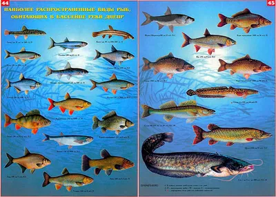 Мороженая ледяная рыба, 250-400г — купить в Москве по выгодной цене