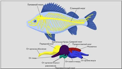 Красная или белая: столкнется ли Россия с дефицитом рыбы | Forbes.ru