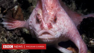 Ученые засняли рыбу, плавающую на необычайной глубине