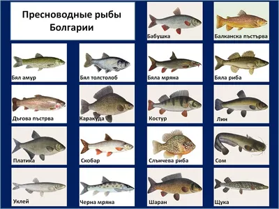 Розовая рыба с руками. В Австралии впервые за 20 лет заметили редчайшего  обитателя подводного мира - BBC News Русская служба