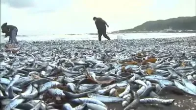 Рыбы, обитающие как в пресной, так и в морской воде