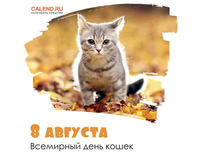 Всемирный день кошек!