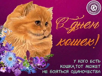 Открытка с рыжим котом на День кошек