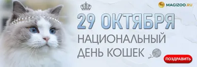 8 августа - Всемирный день кошек. Почему же мы их так любим - Российская  газета