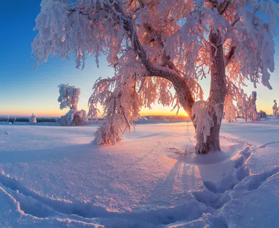 Самые красивые картинки про зиму обои