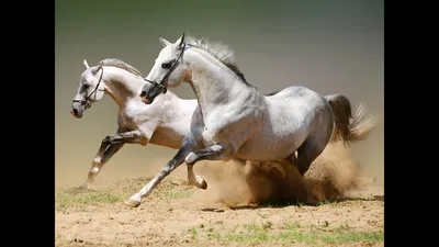 Лошади это сильные, выносливые и …» — создано в Шедевруме