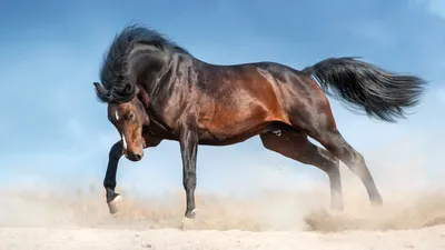 Грациозные красавцы: пять самых дорогих и редких пород лошадей (фото)
