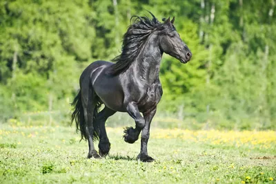 Самые красивые лошади в мире. Топ-10