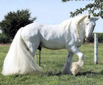 Арабские скакуны. Красивывые фото лошадей... (30 фото) | PulsON — все самые  интересные события в мире. | Horses, Horse breeds, Pretty horses