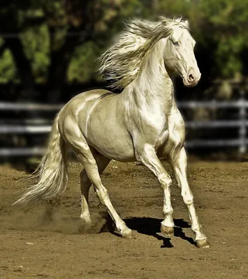 Самая красивая лошадь в мире: рейтинг очаровательных коней | Огородники