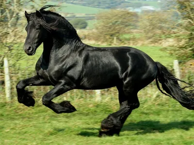 Самая дорогая лошадь в мире Лошади породы Ахалтекинская Изабелловая ( |  Лошади в природе | Постила