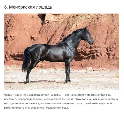 [84+] Самые красивые лошади картинки обои