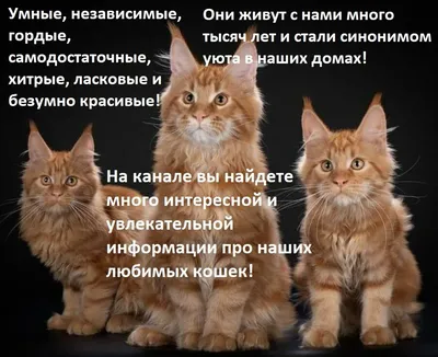 Смешные фото животных в дикой природе 2023 - кто победил в номинации | РБК  Украина