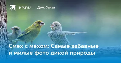 Самые смешные и прикольные картинки для настроения