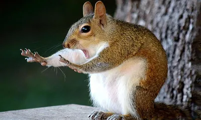 Comedy Wildlife Photography Awards опубликовала самые смешные фото животных  | Шарий.net