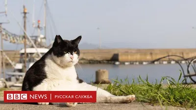 Лягушка, которая смогла, енот-ниндзя и обезьяна на жирафе: самые смешные  снимки диких животных – 2021