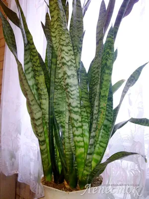 Комнатное растение сансевьера - 76 фото