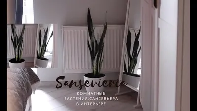 Sansevieria CYLINDRICA (Сансевьера, Сансевиерия): купить 1 семя c доставкой  почтой 🌸 Адениум дома