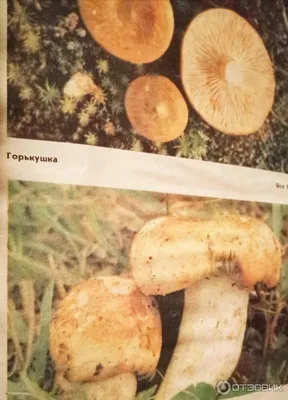 [83+] Съедобные грибы башкирии в картинках обои