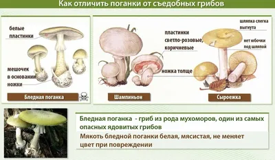 Съедобные картинки на вафельной бумаге для бенто-тортов \"Капибары\", 6  элементов - купить с доставкой по выгодным ценам в интернет-магазине OZON  (1027082047)